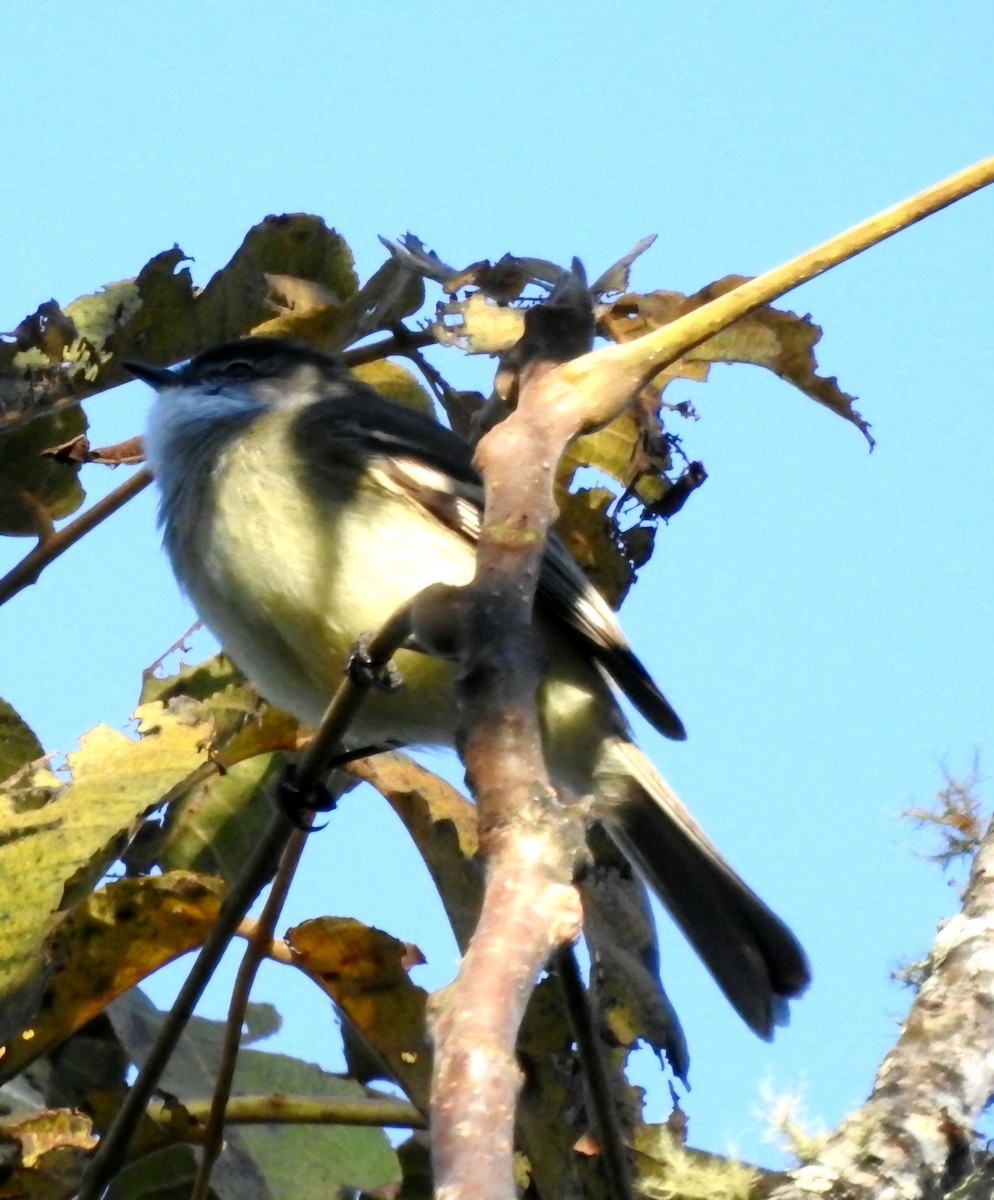 White-throated Tyrannulet - ML620482736