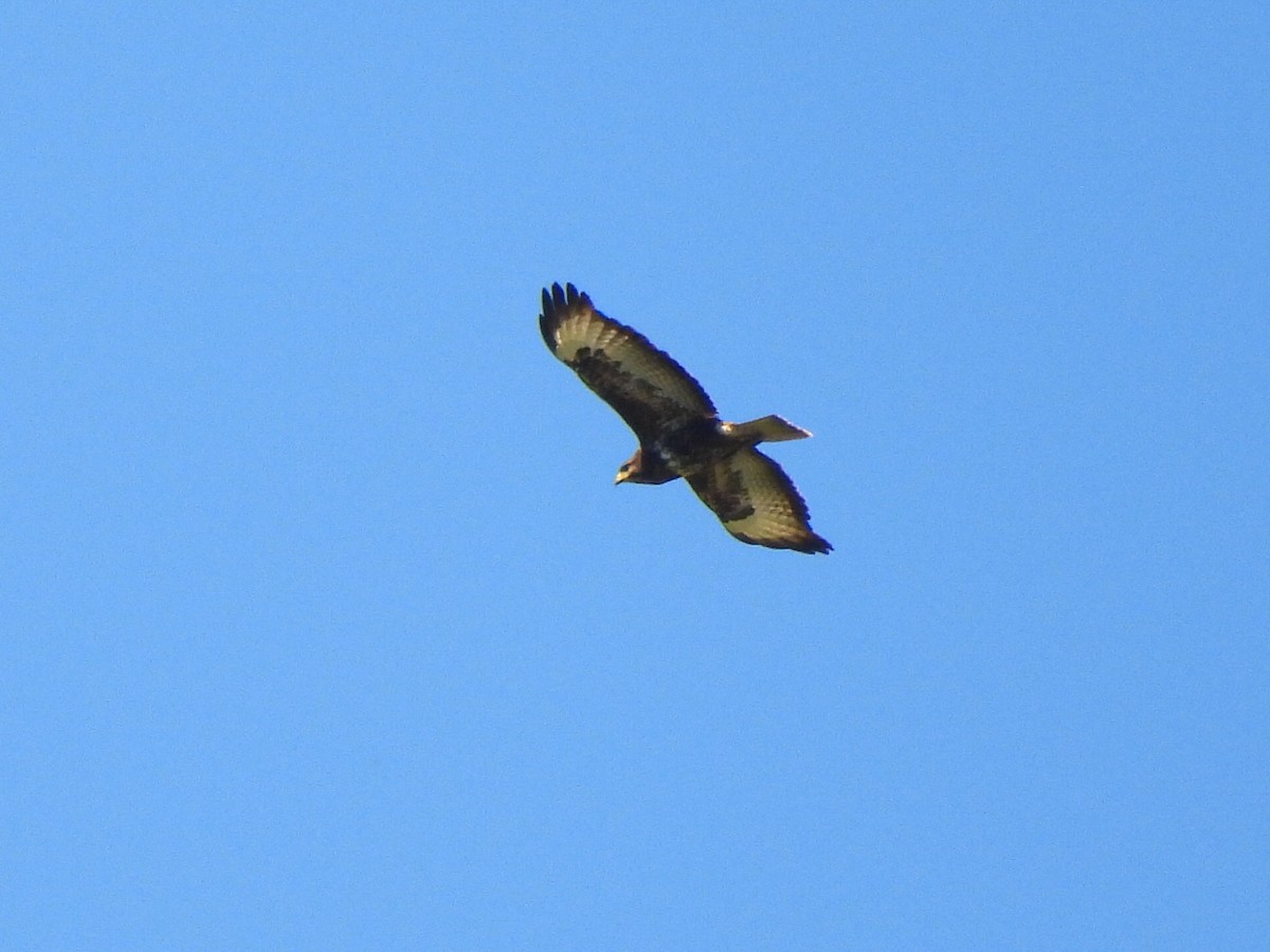 Common Buzzard - ML620482737