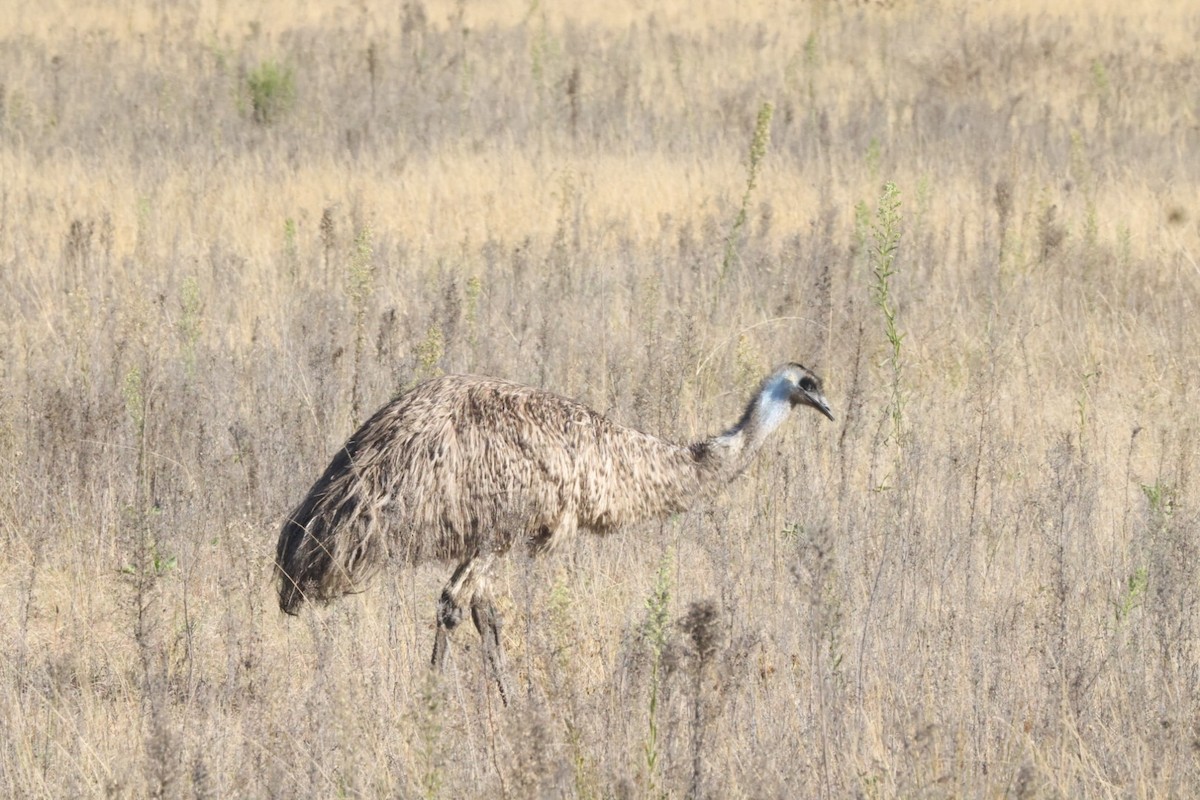 emu hnědý - ML620482738