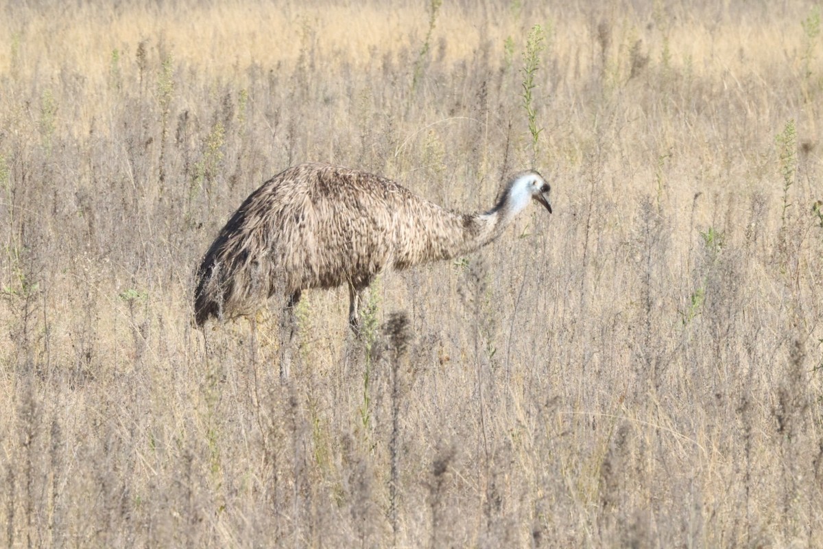 emu hnědý - ML620482740