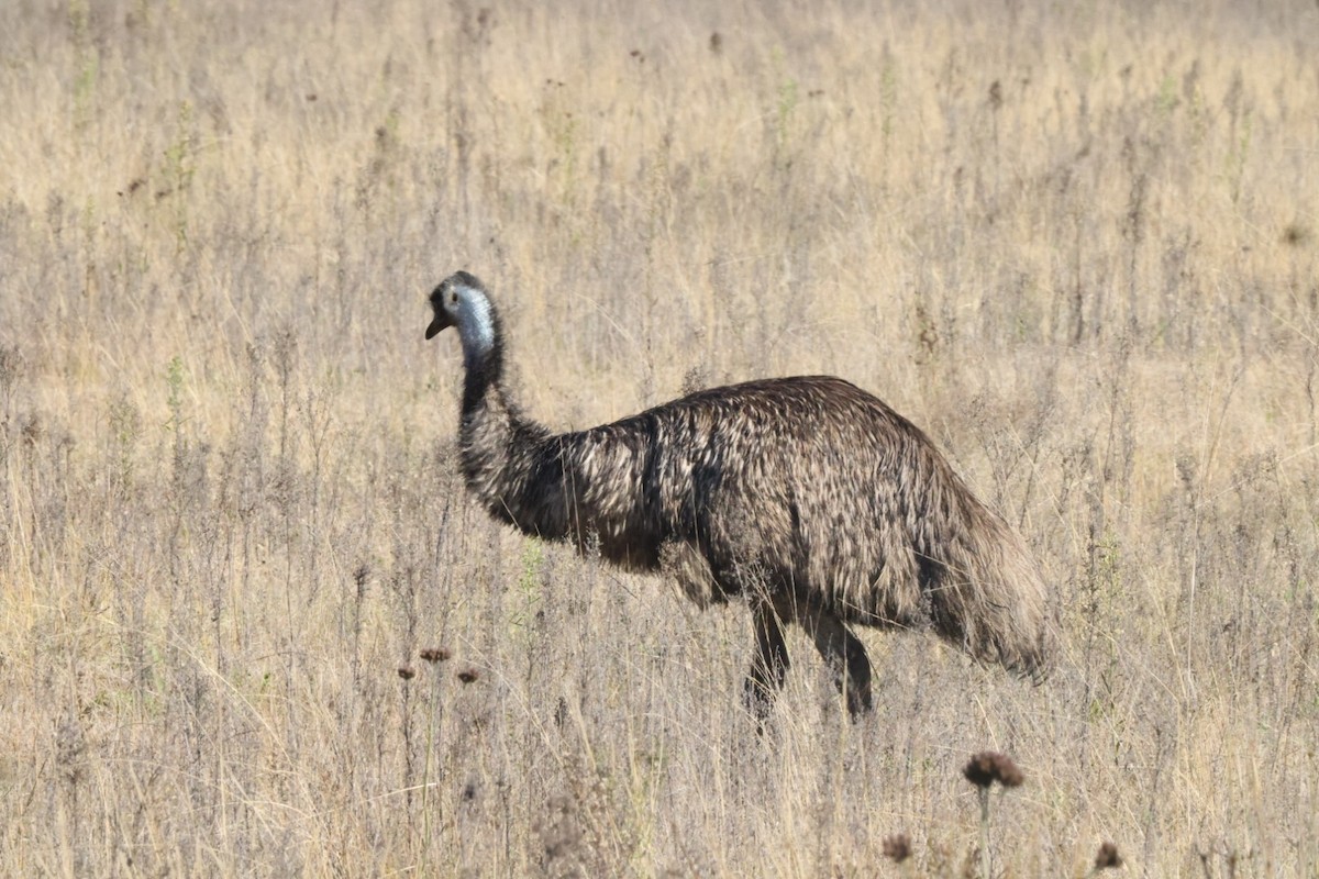 emu hnědý - ML620482741