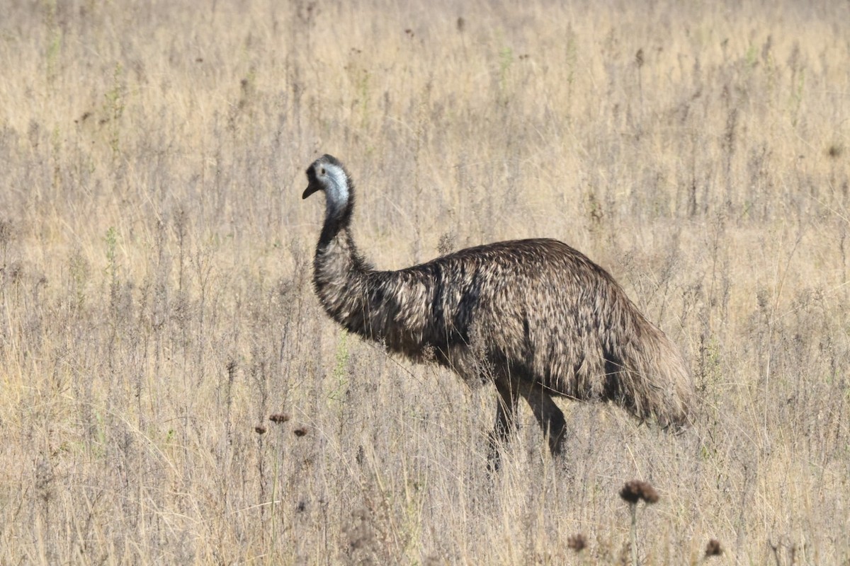 emu hnědý - ML620482746