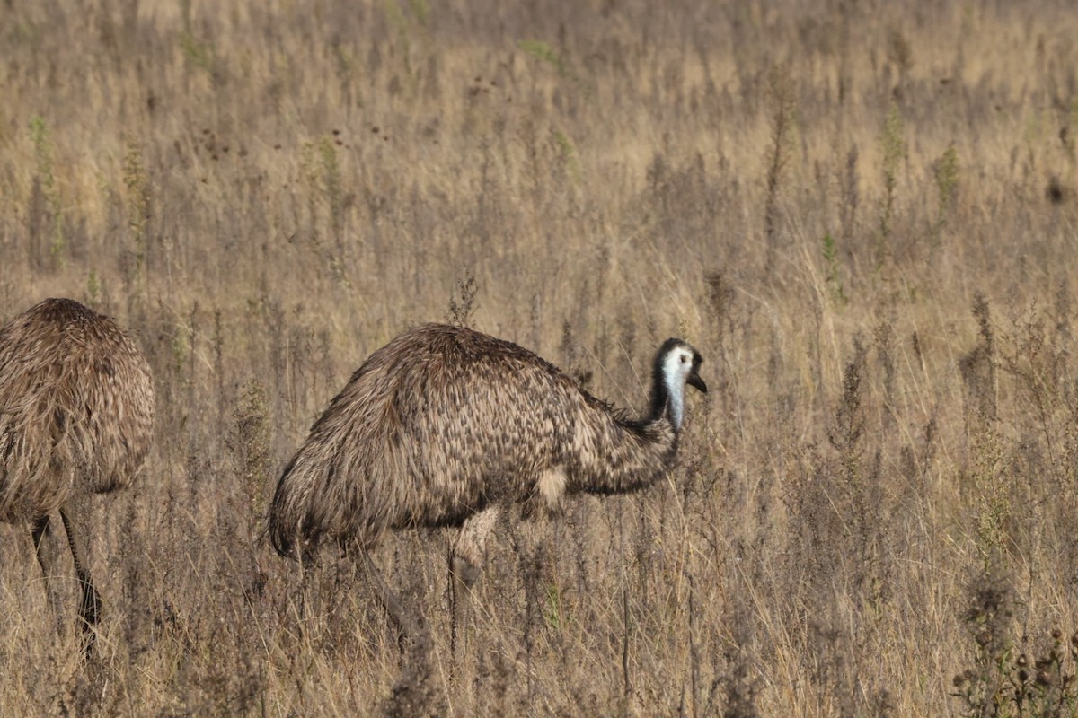 emu hnědý - ML620482748