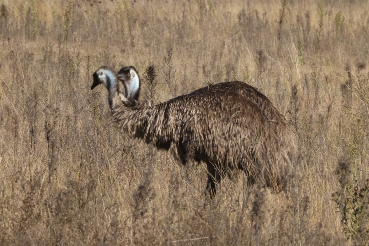 emu hnědý - ML620482750
