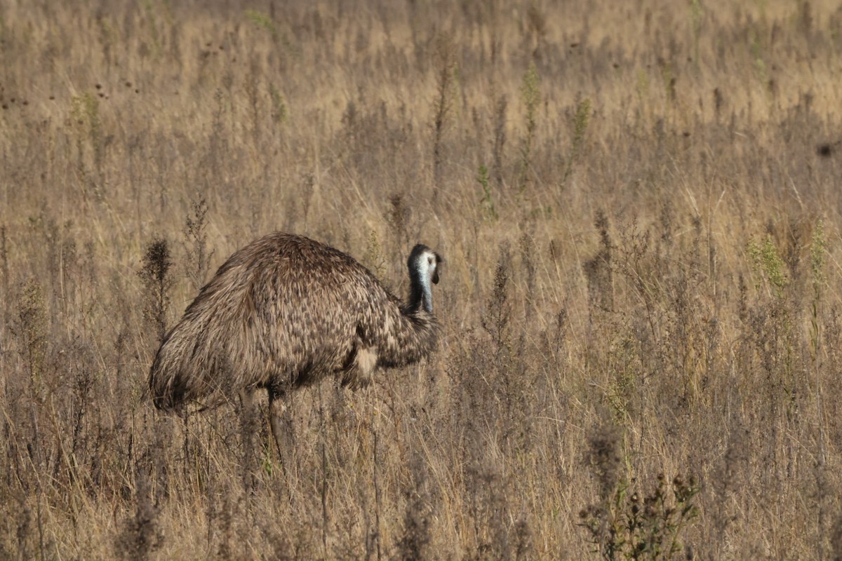 emu hnědý - ML620482751