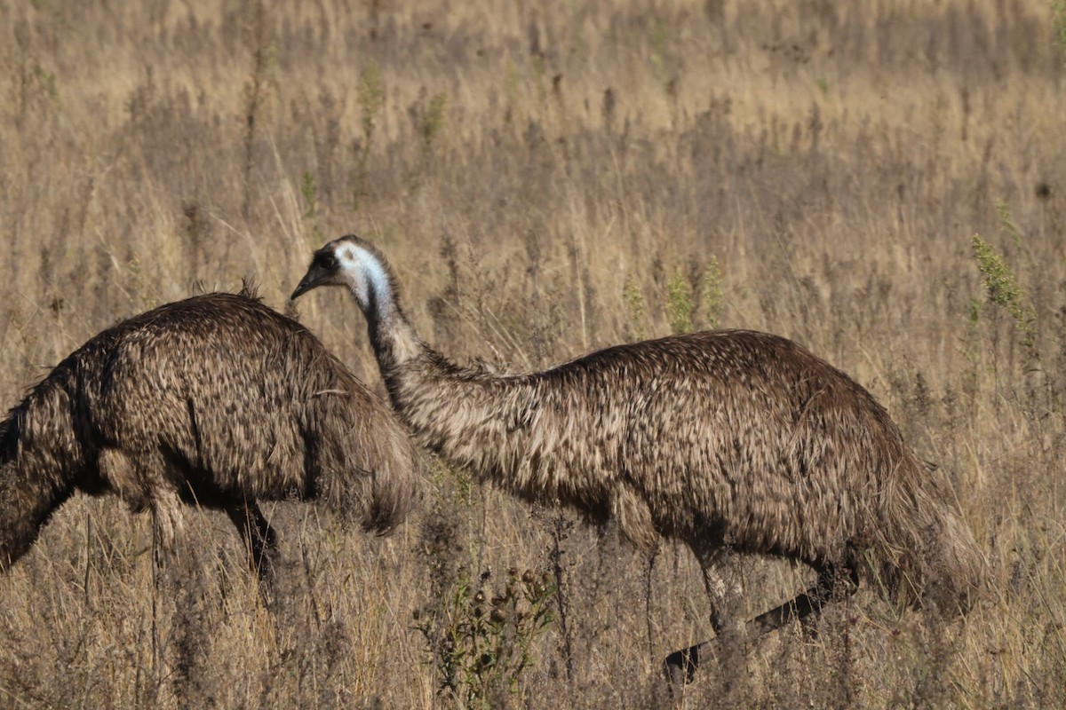 emu hnědý - ML620482754