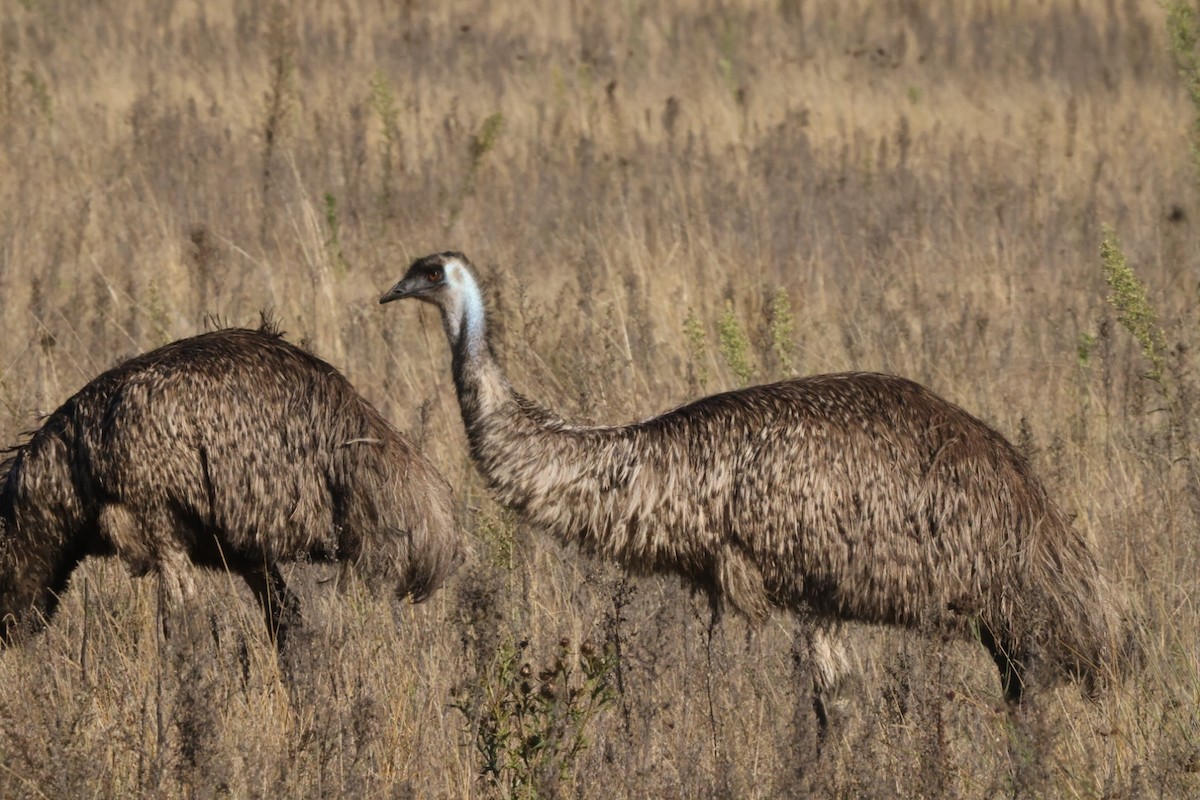 emu hnědý - ML620482755