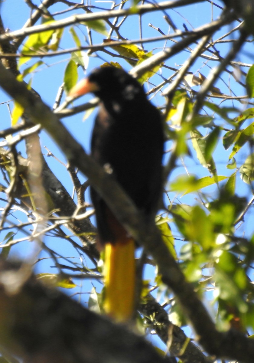 Crested Oropendola - Fernando Muñoz