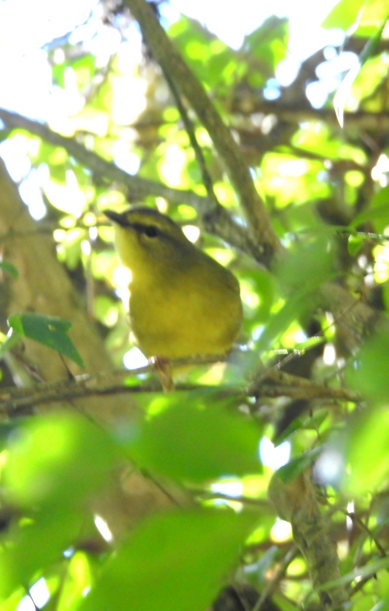 Two-banded Warbler - ML620482766