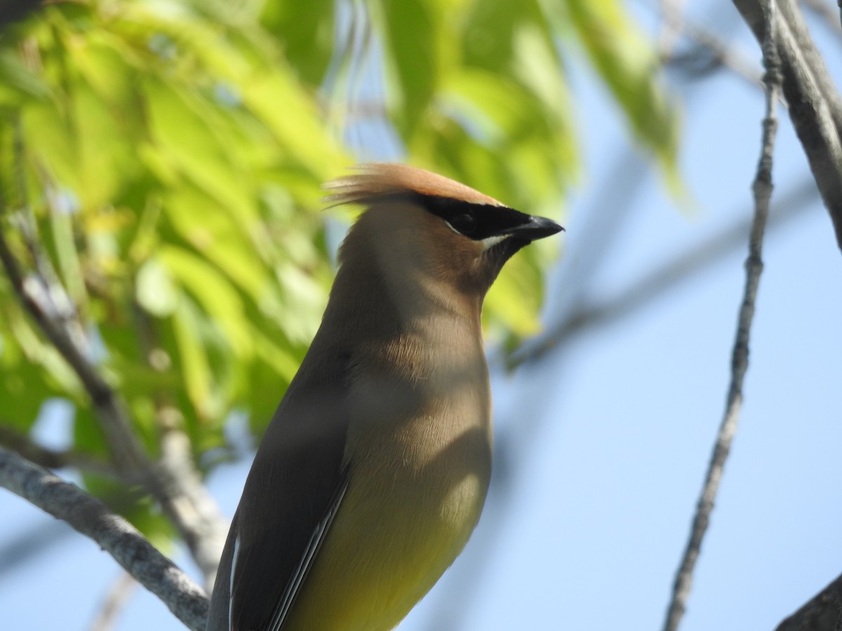 Cedar Waxwing - ML620482767