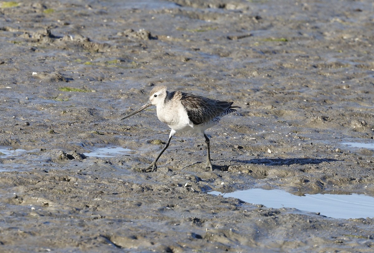 Bar-tailed Godwit - ML620482775