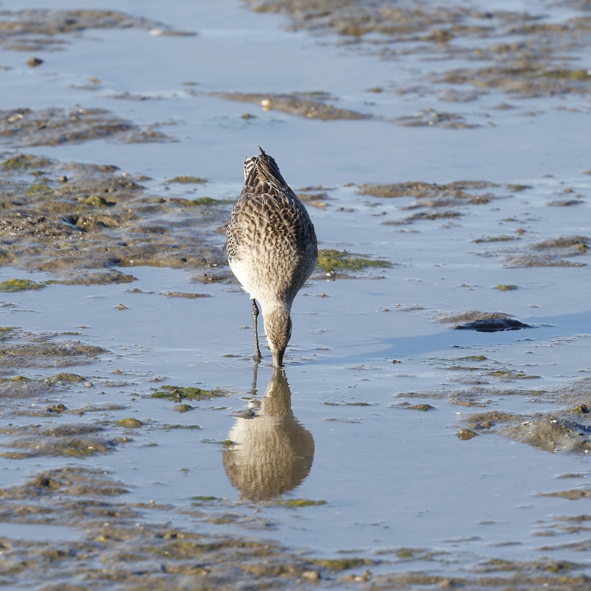 Bar-tailed Godwit - ML620482776