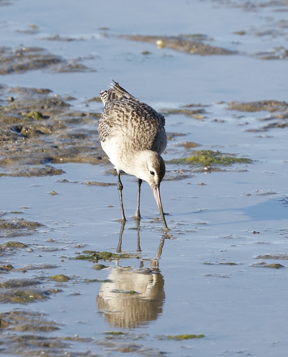 Bar-tailed Godwit - ML620482777