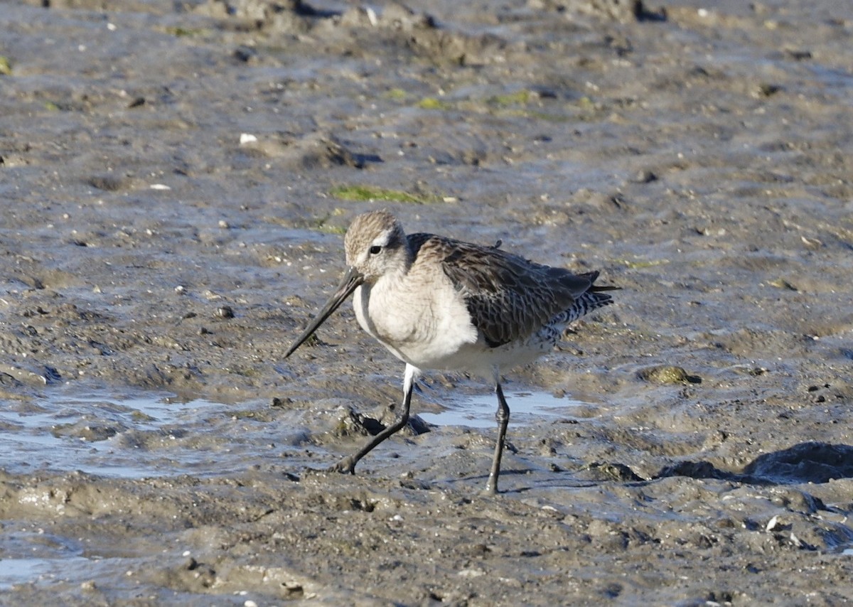 Bar-tailed Godwit - ML620482778