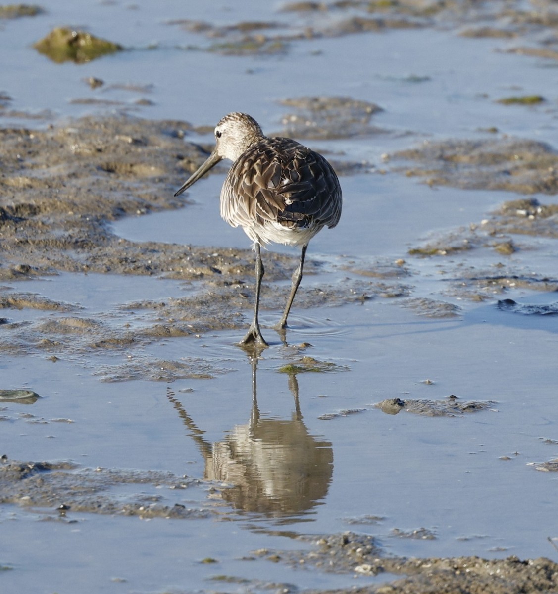 Bar-tailed Godwit - ML620482779