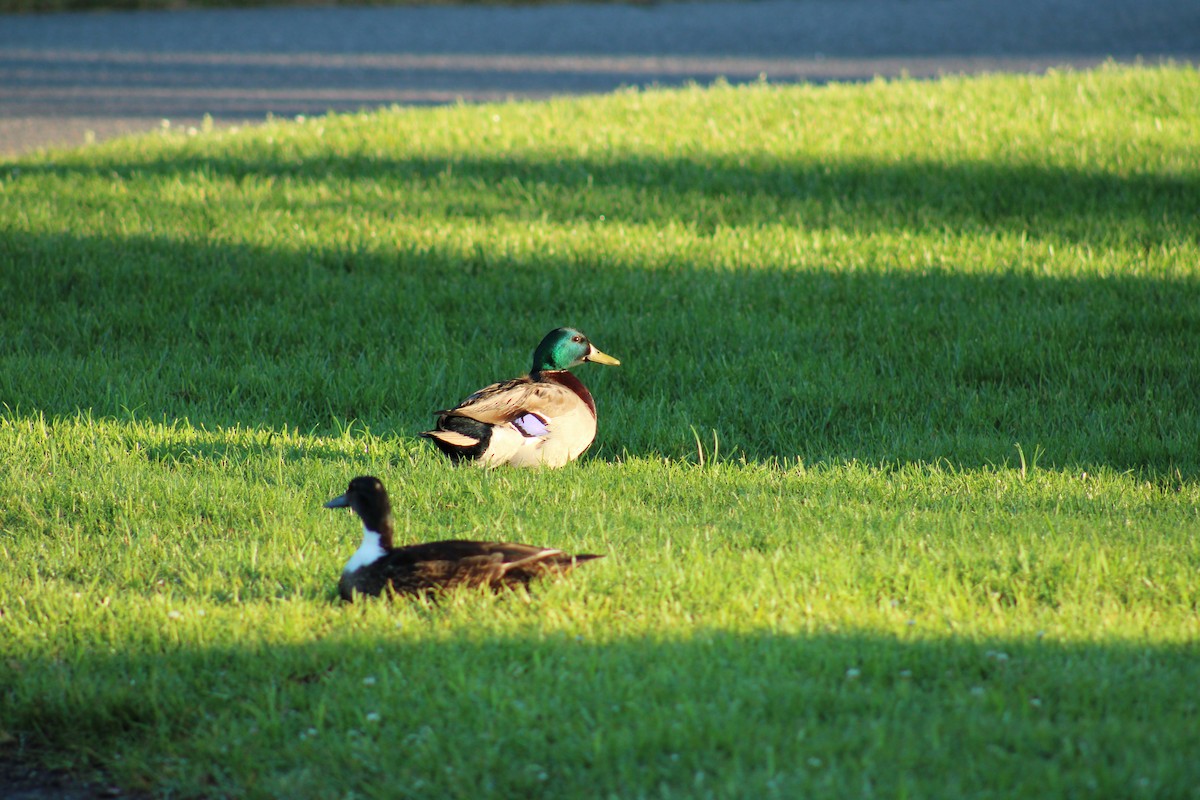 Mallard - ML620482781