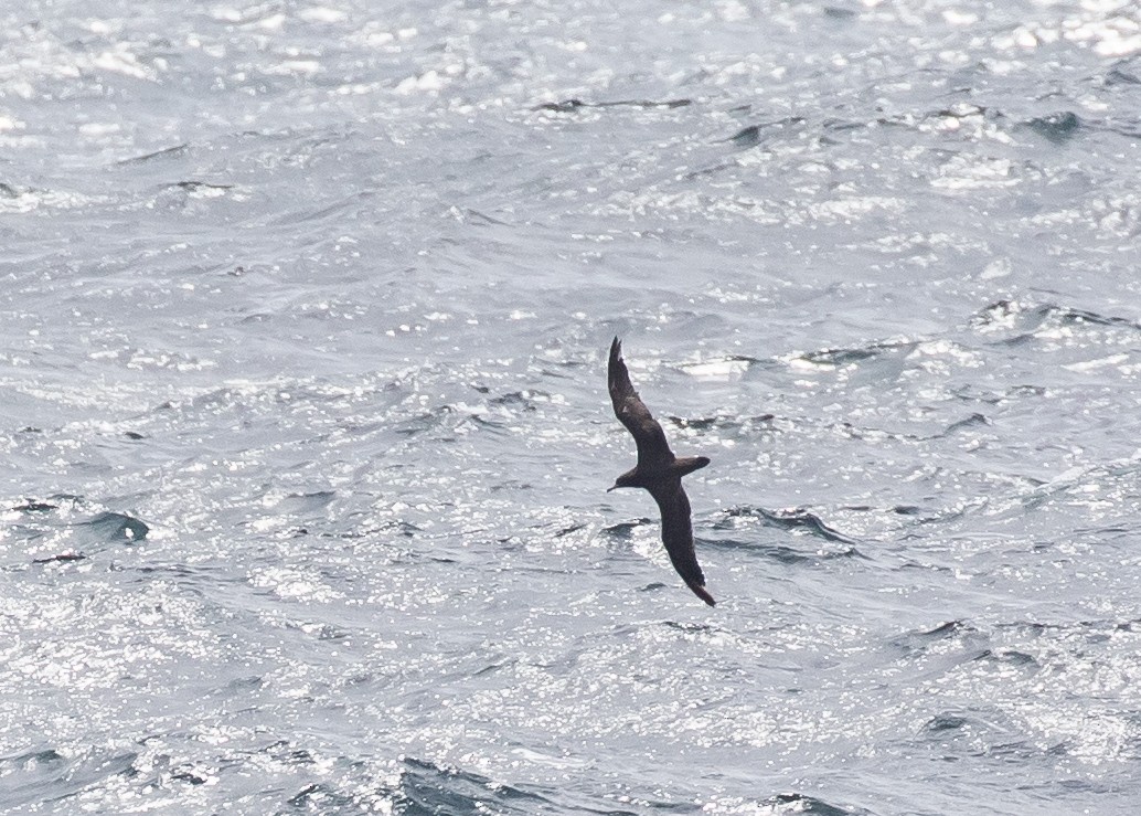 Wedge-tailed Shearwater - ML620482782