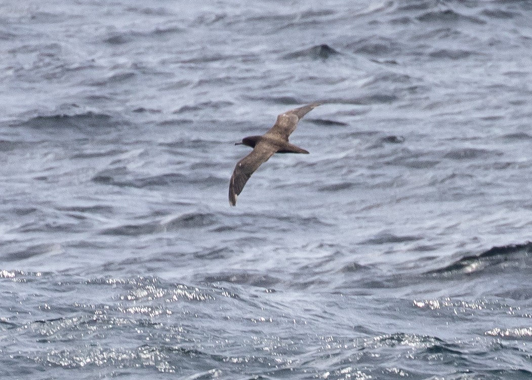 Wedge-tailed Shearwater - ML620482783