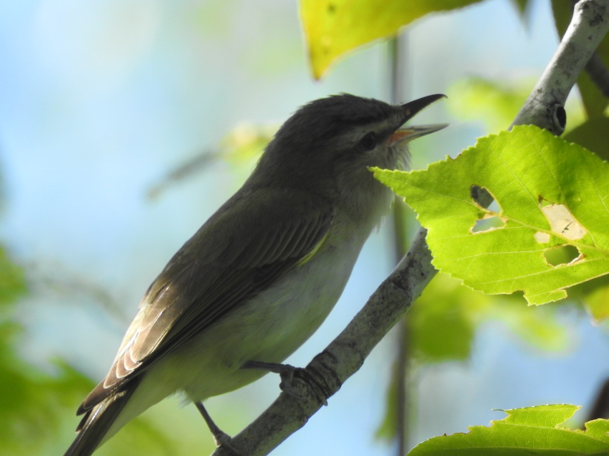 Red-eyed Vireo - ML620482785