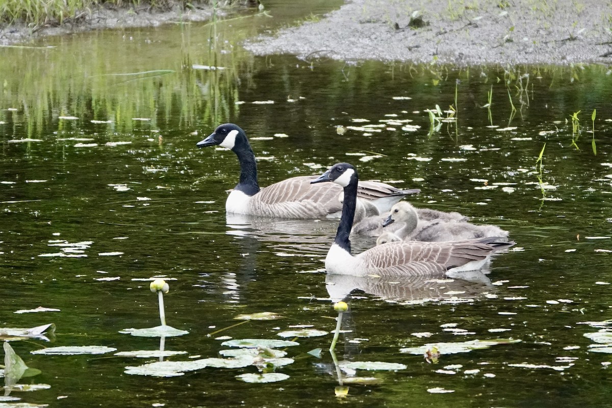 Canada Goose - ML620482796