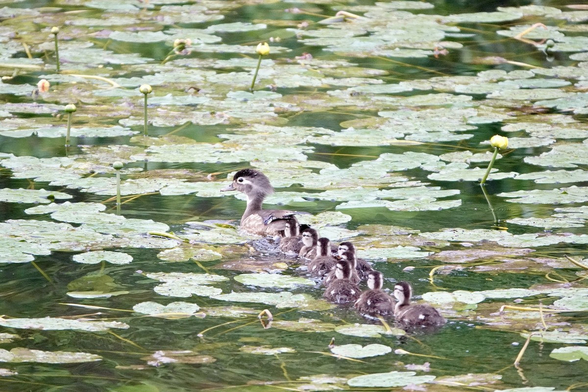 Wood Duck - ML620482797