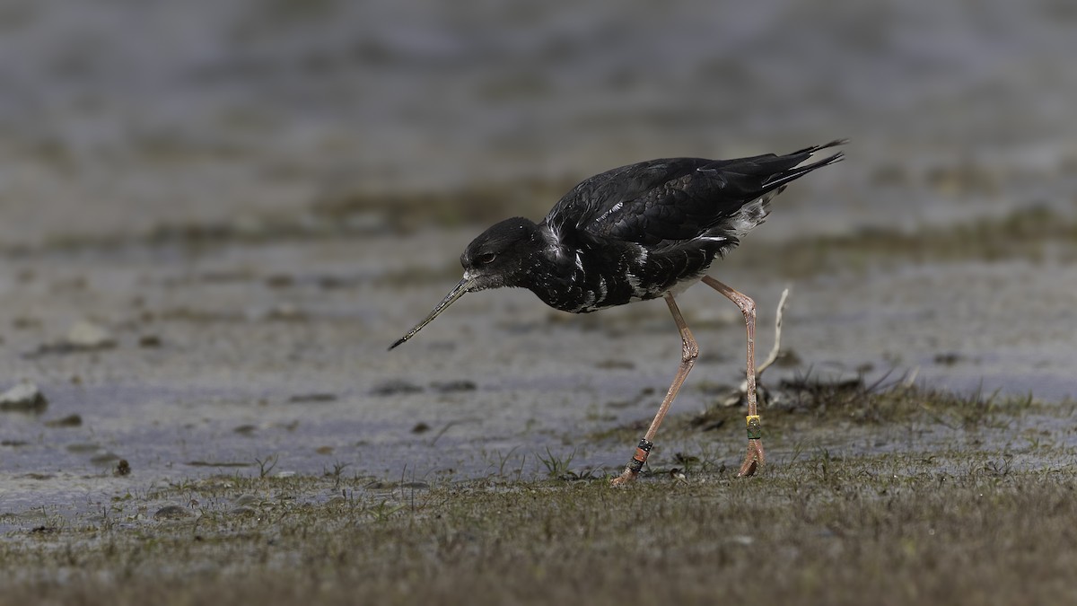 Black Stilt - ML620482799