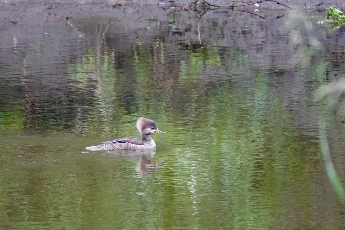 Hooded Merganser - ML620482800