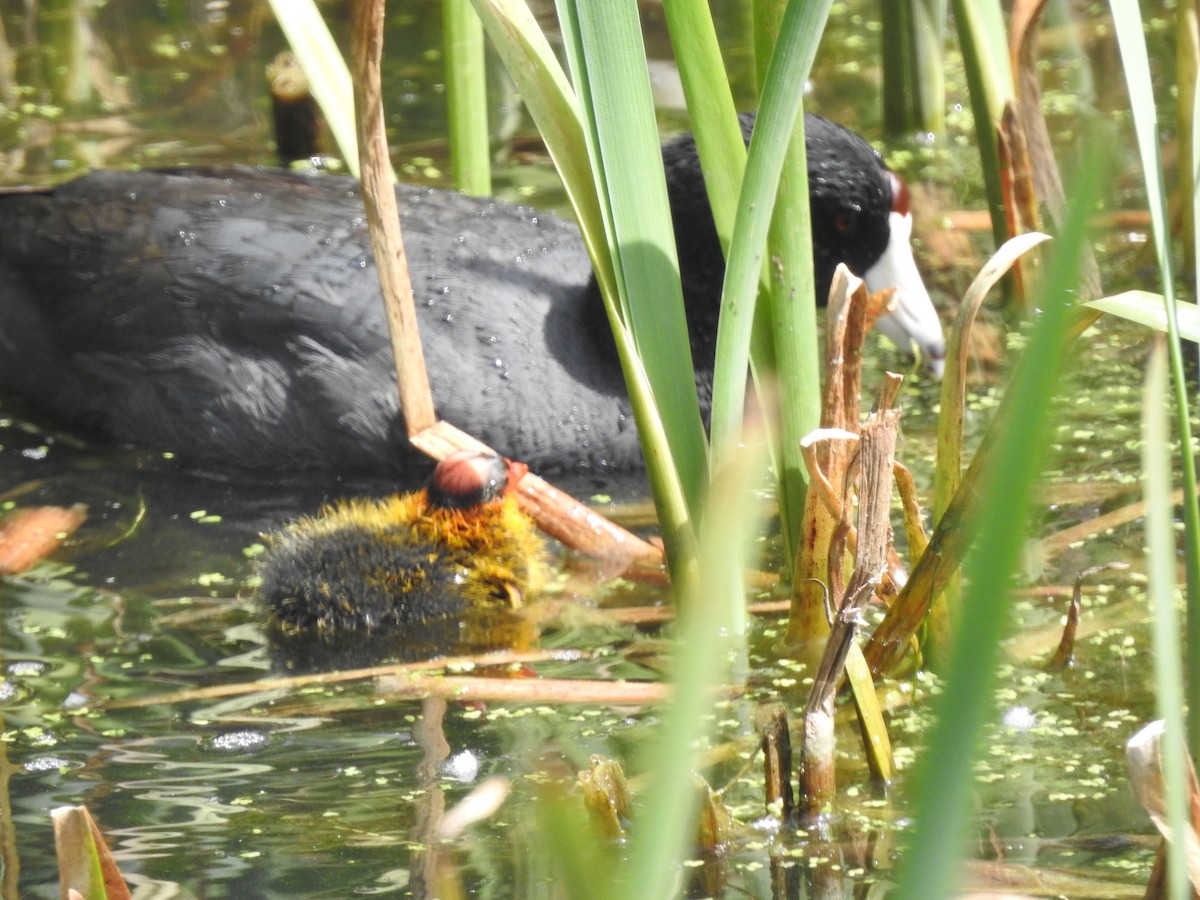 American Coot - ML620482802