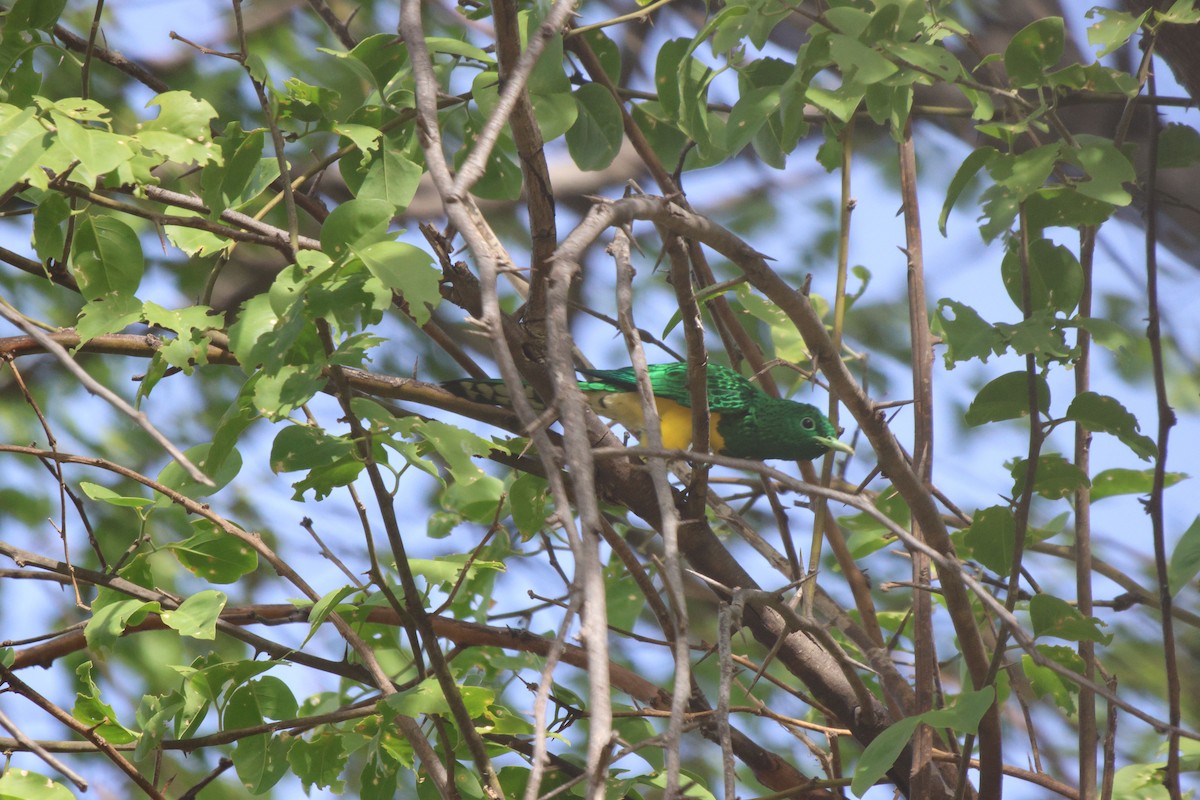 African Emerald Cuckoo - ML620482804