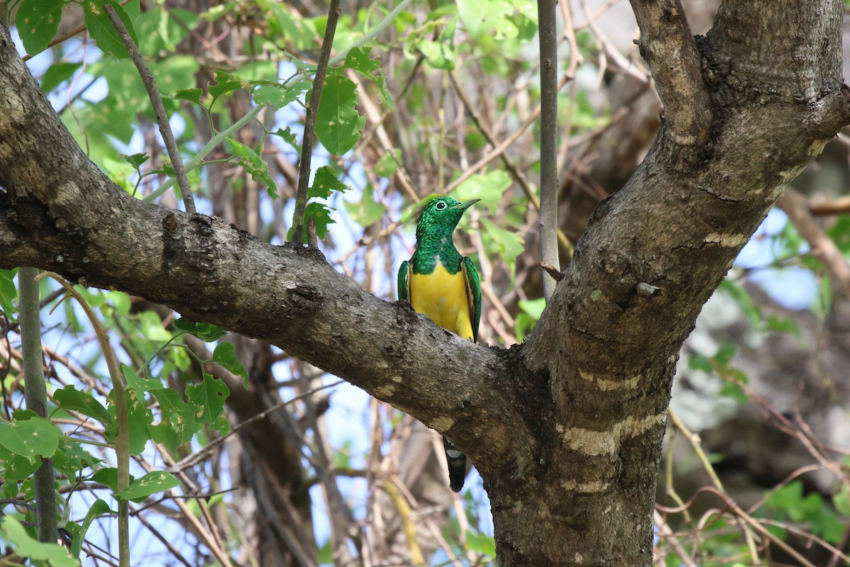 African Emerald Cuckoo - ML620482806