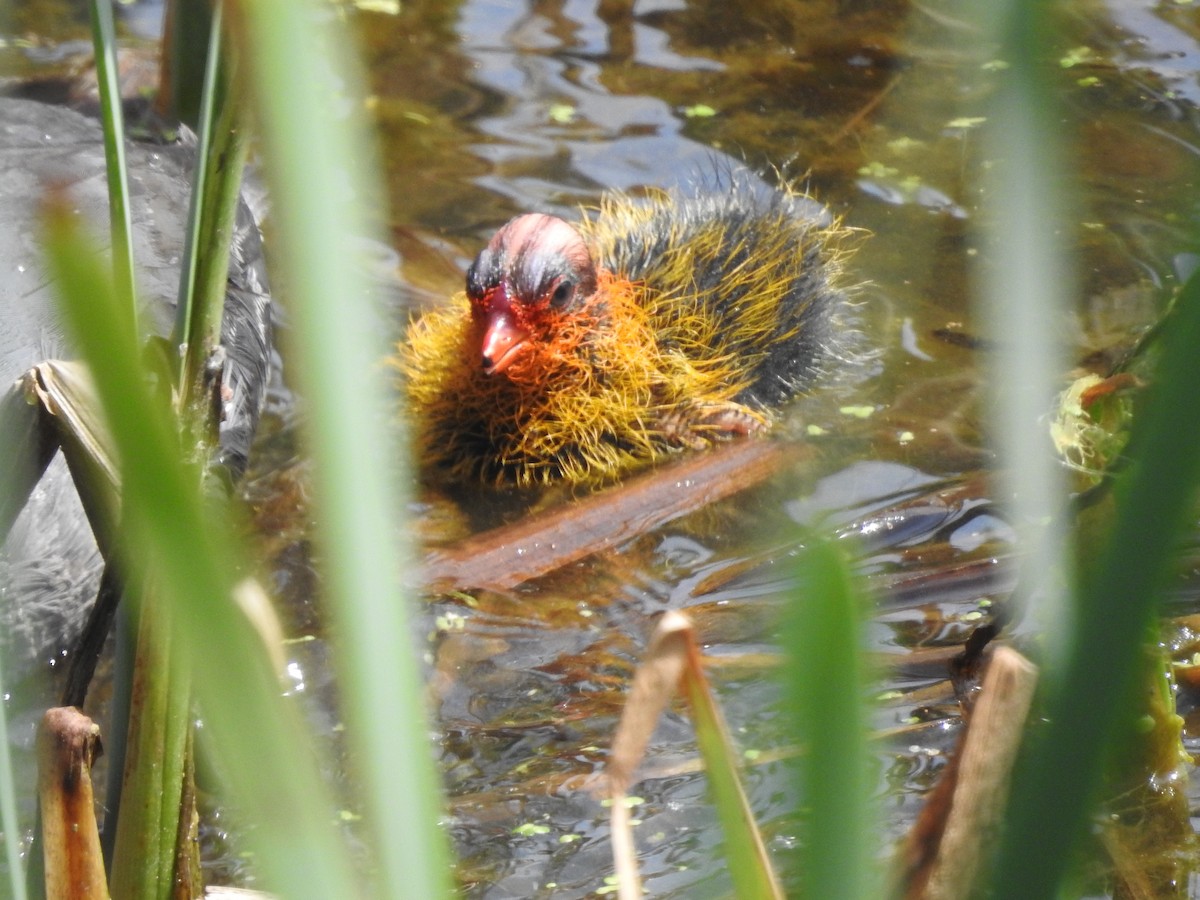 American Coot - ML620482808