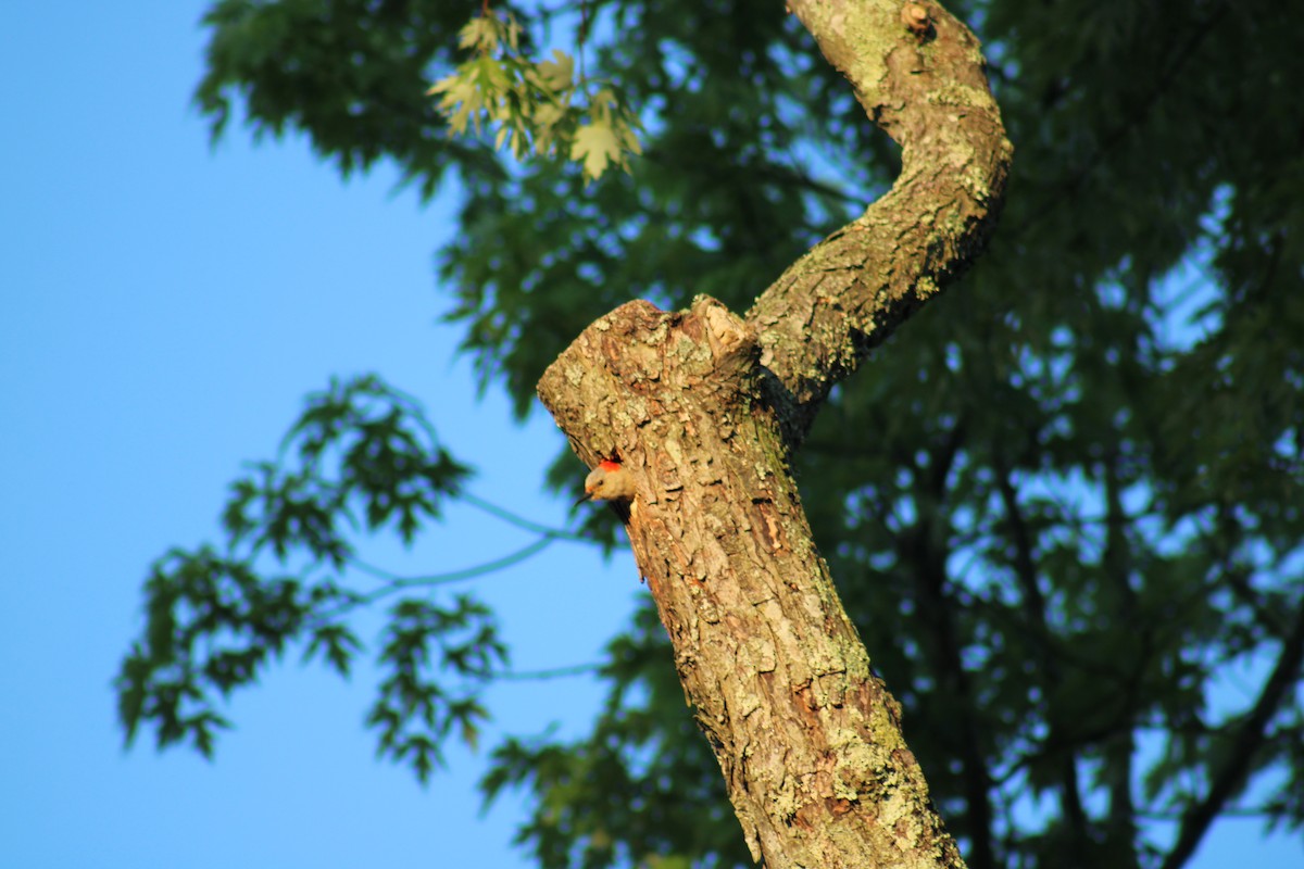 Red-bellied Woodpecker - ML620482812