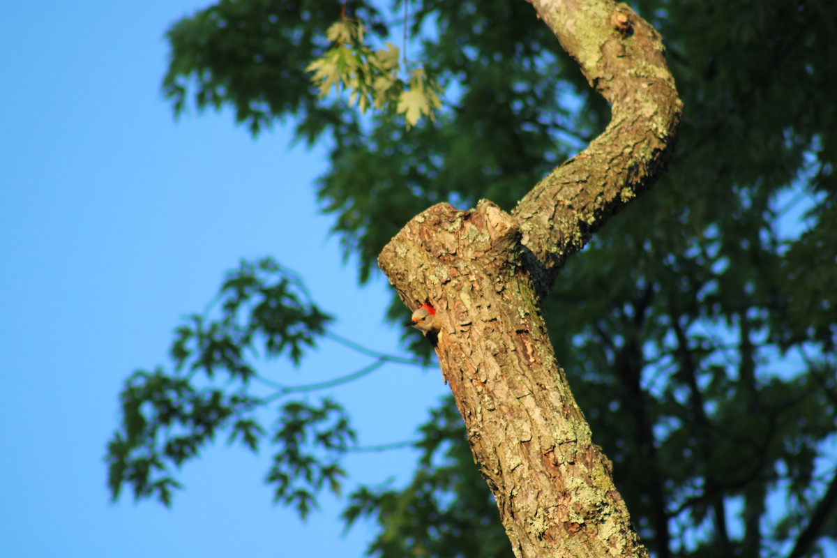 Red-bellied Woodpecker - ML620482813