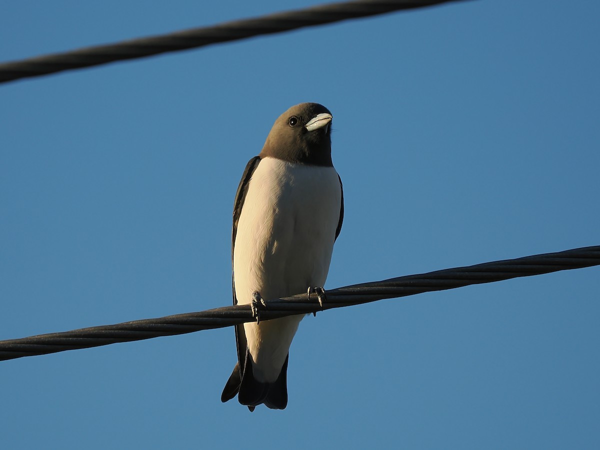 White-breasted Woodswallow - ML620482815