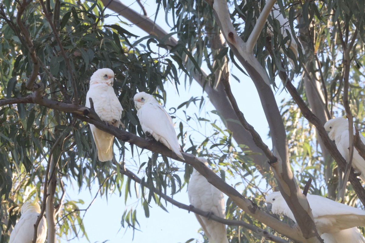 Cacatoès corella - ML620482824