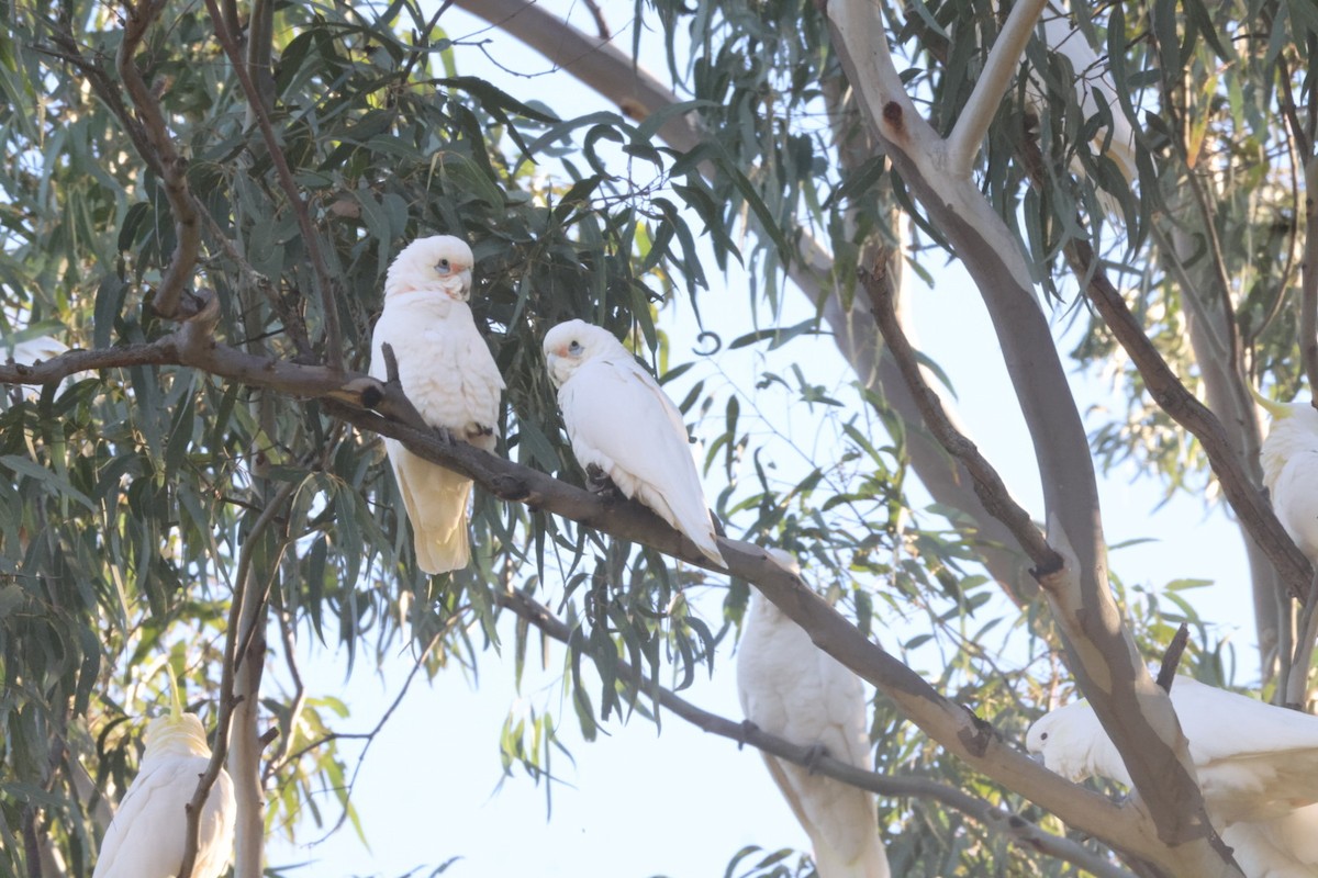 Cacatúa Sanguínea - ML620482825