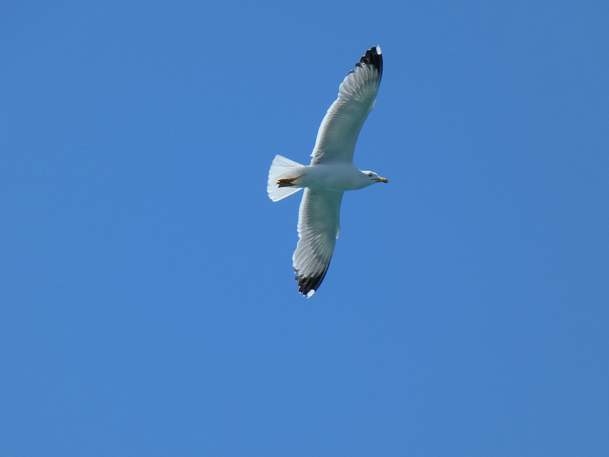 Yellow-legged Gull - ML620482827