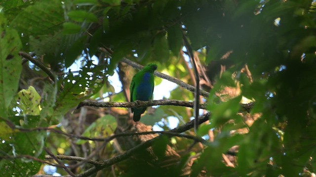 Hose's Broadbill - ML620482831