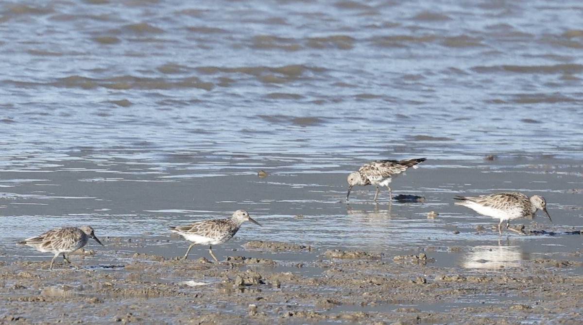 Great Knot - ML620482834