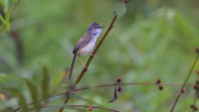 Yellow-bellied Prinia - ML620482843