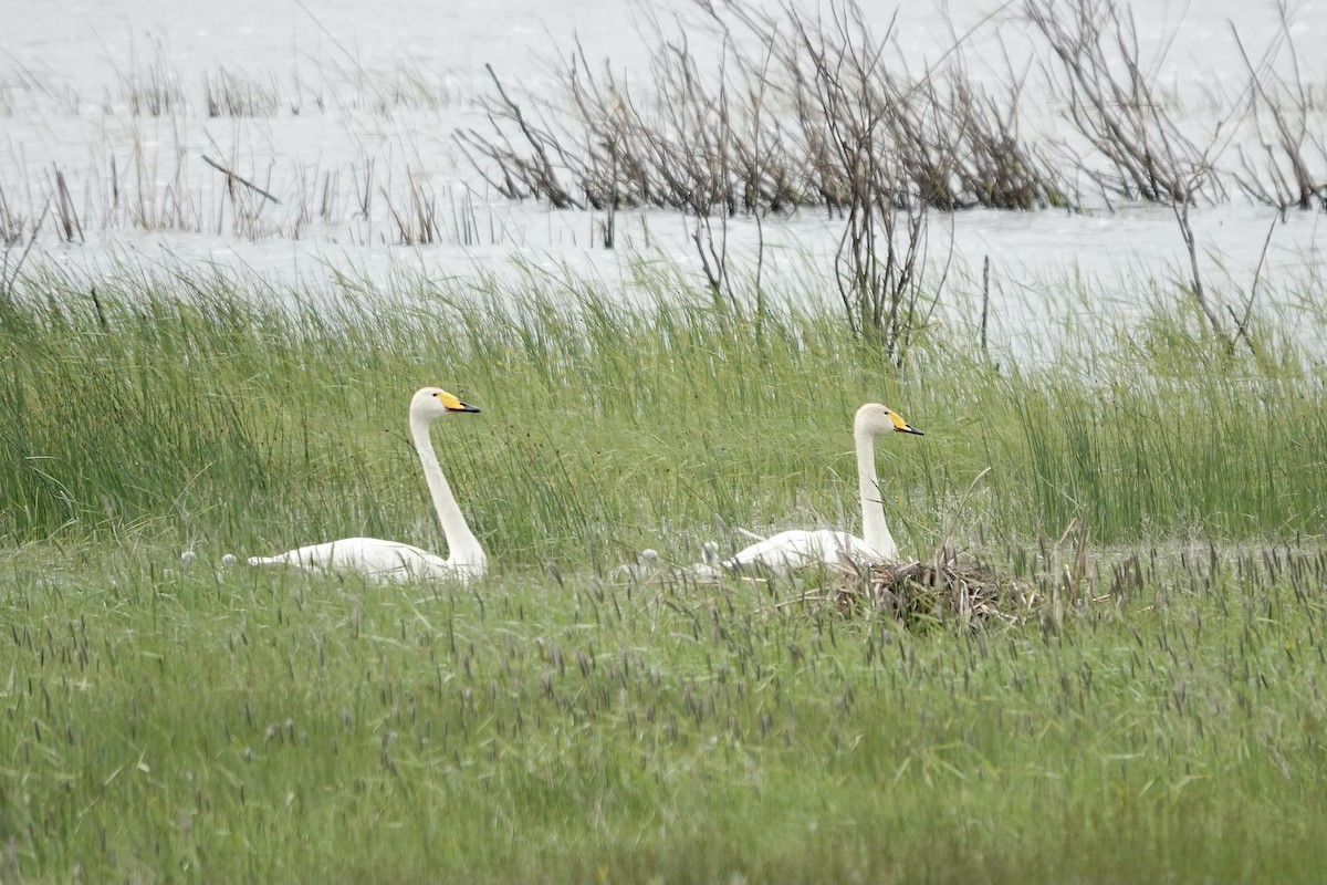 Whooper Swan - ML620482844