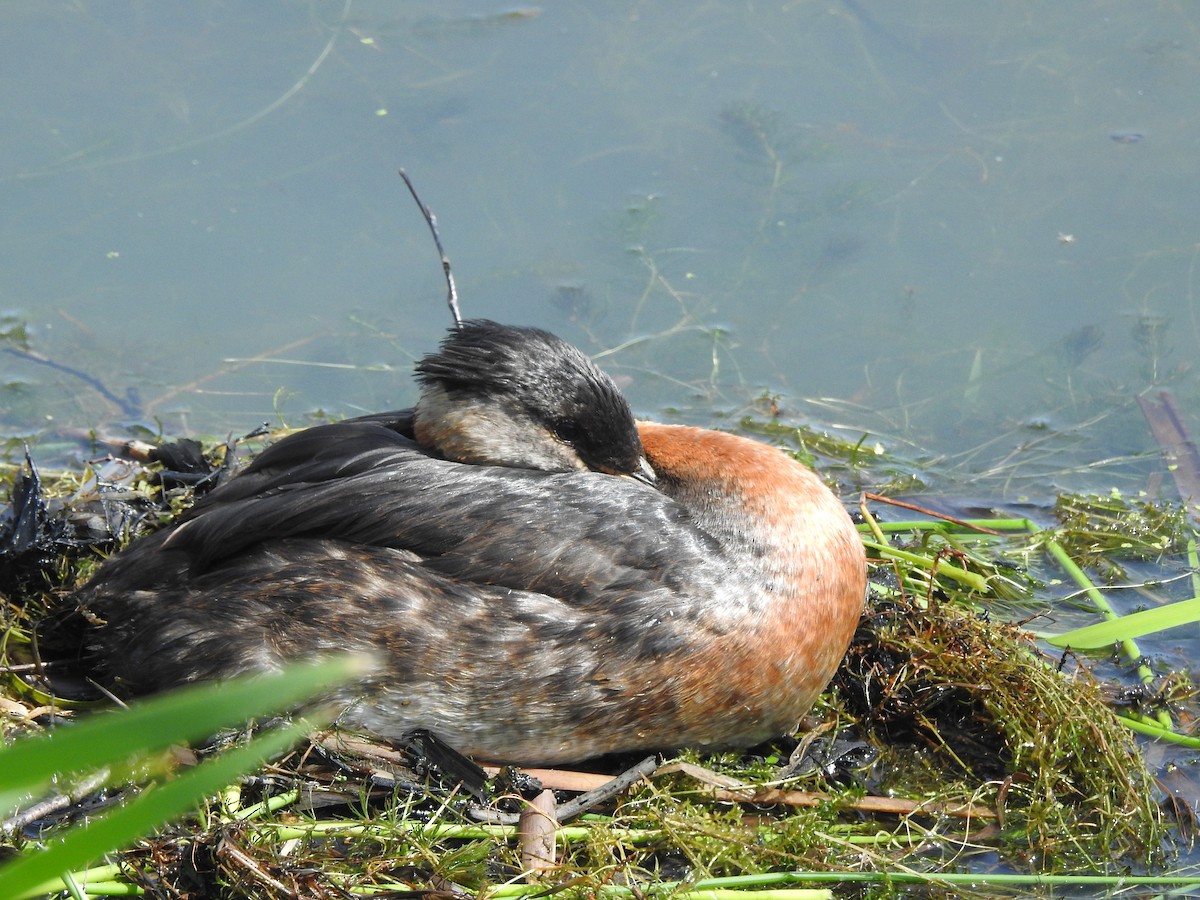 Red-necked Grebe - ML620482853