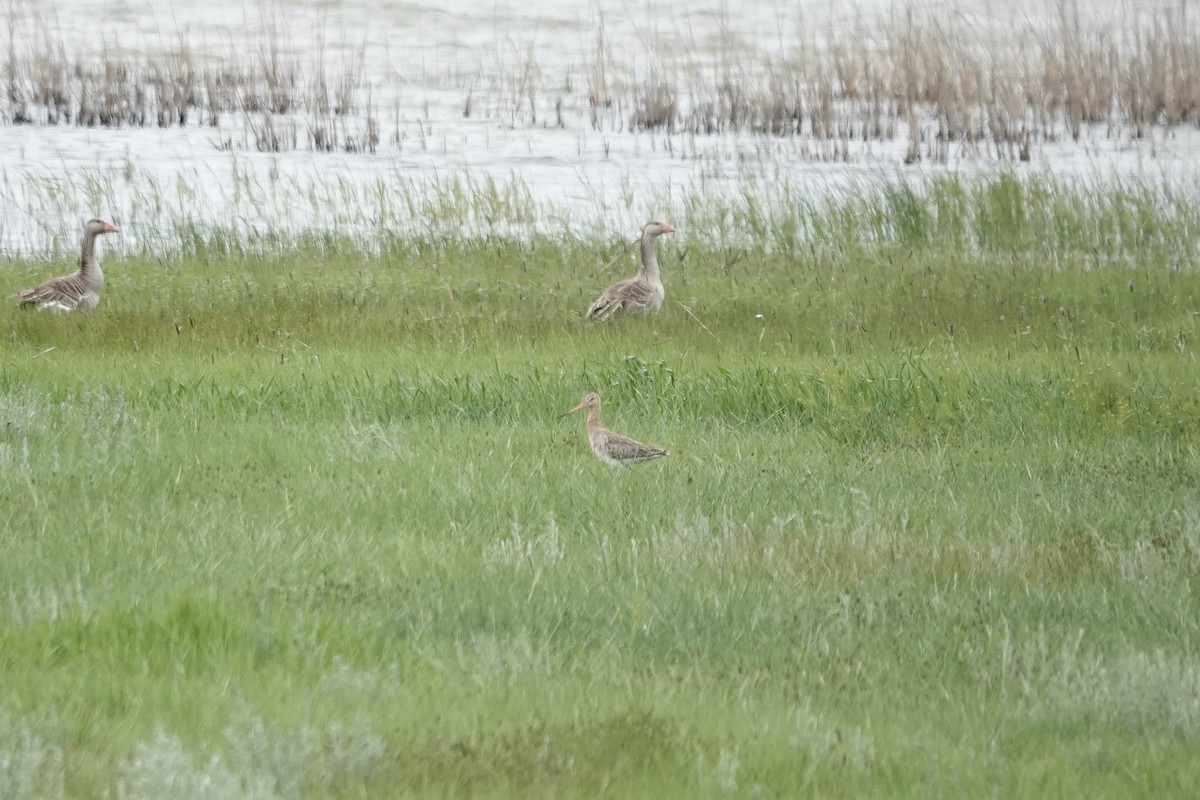 オグロシギ（limosa） - ML620482854