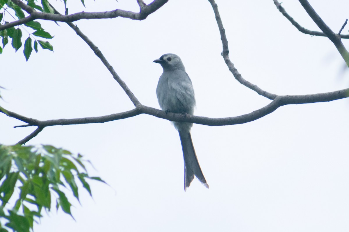 Kül Rengi Drongo - ML620482855