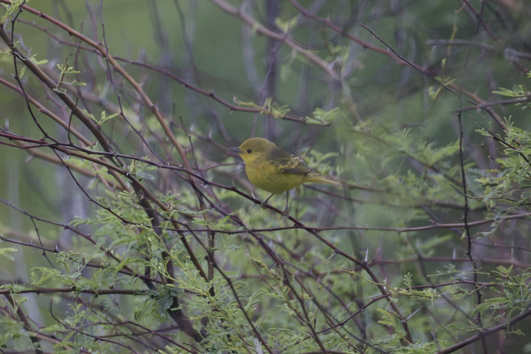 Yellow Warbler - ML620482856