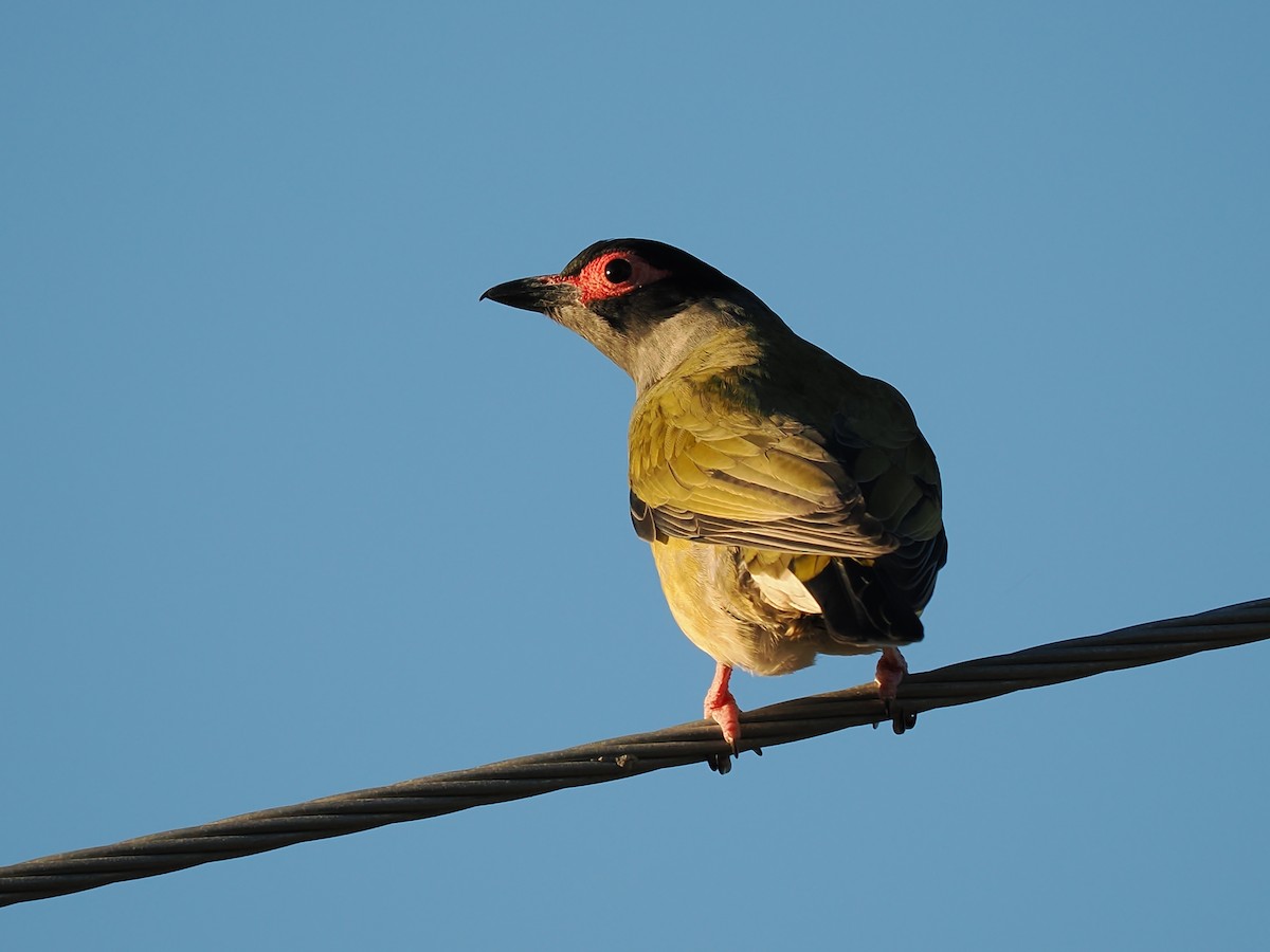 Australasian Figbird - ML620482858