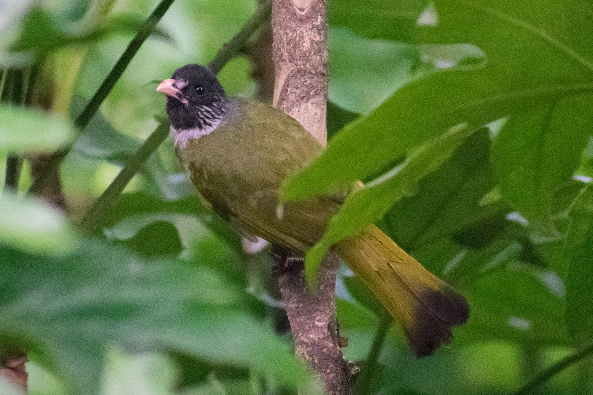 Collared Finchbill - ML620482859