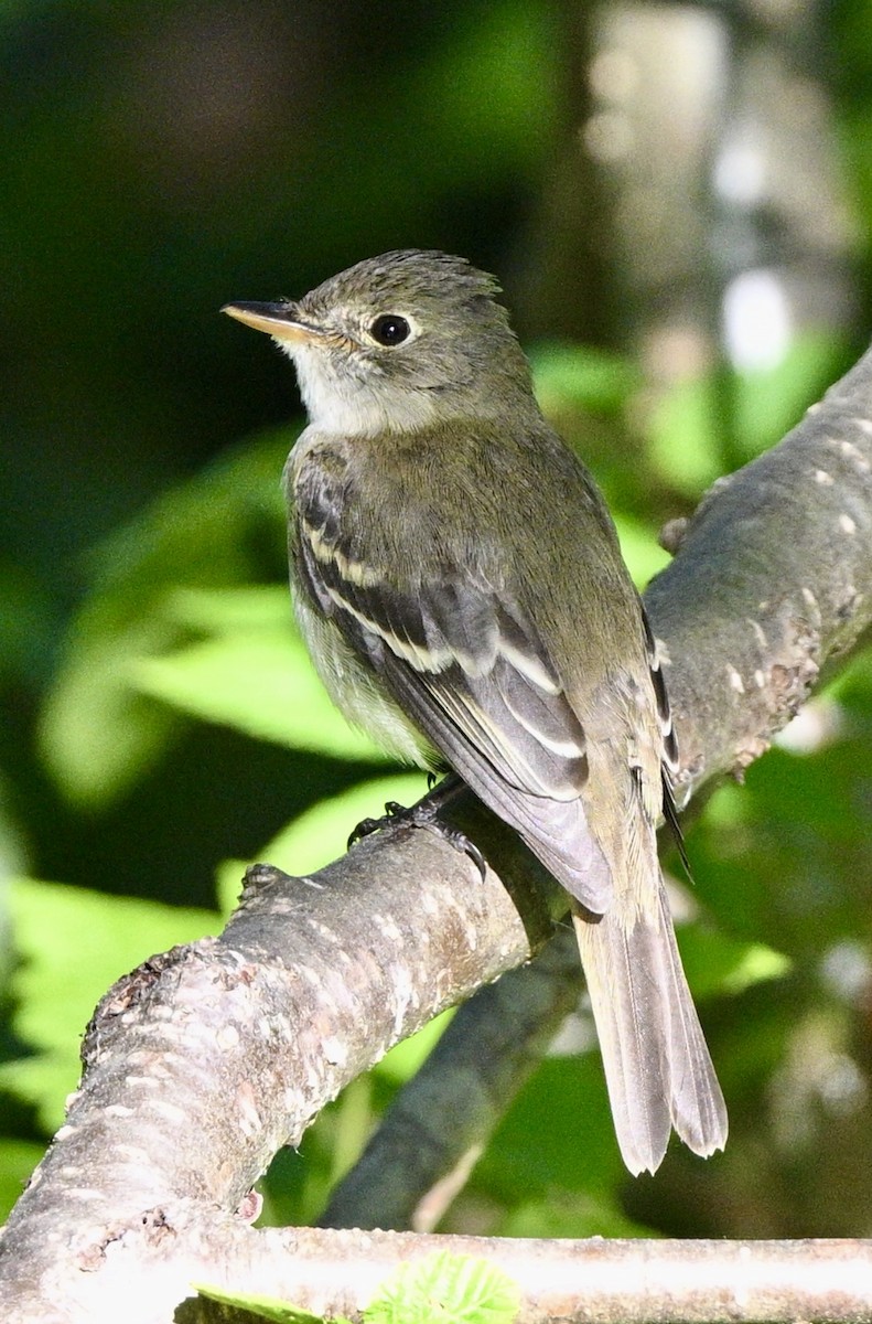 Alder Flycatcher - ML620482862