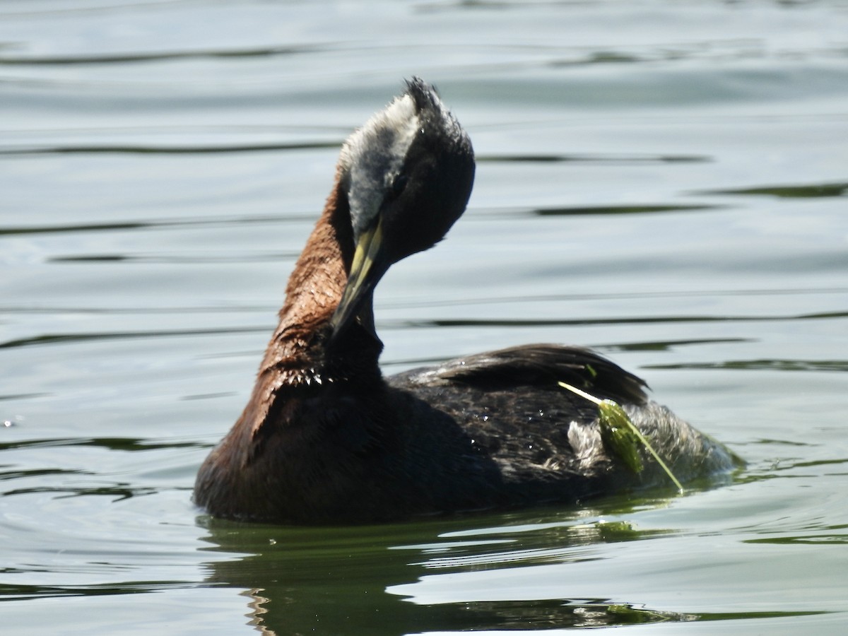 Red-necked Grebe - ML620482863