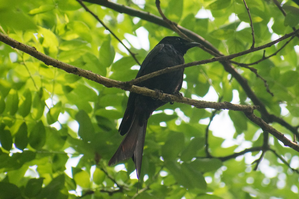 Black Drongo - ML620482866